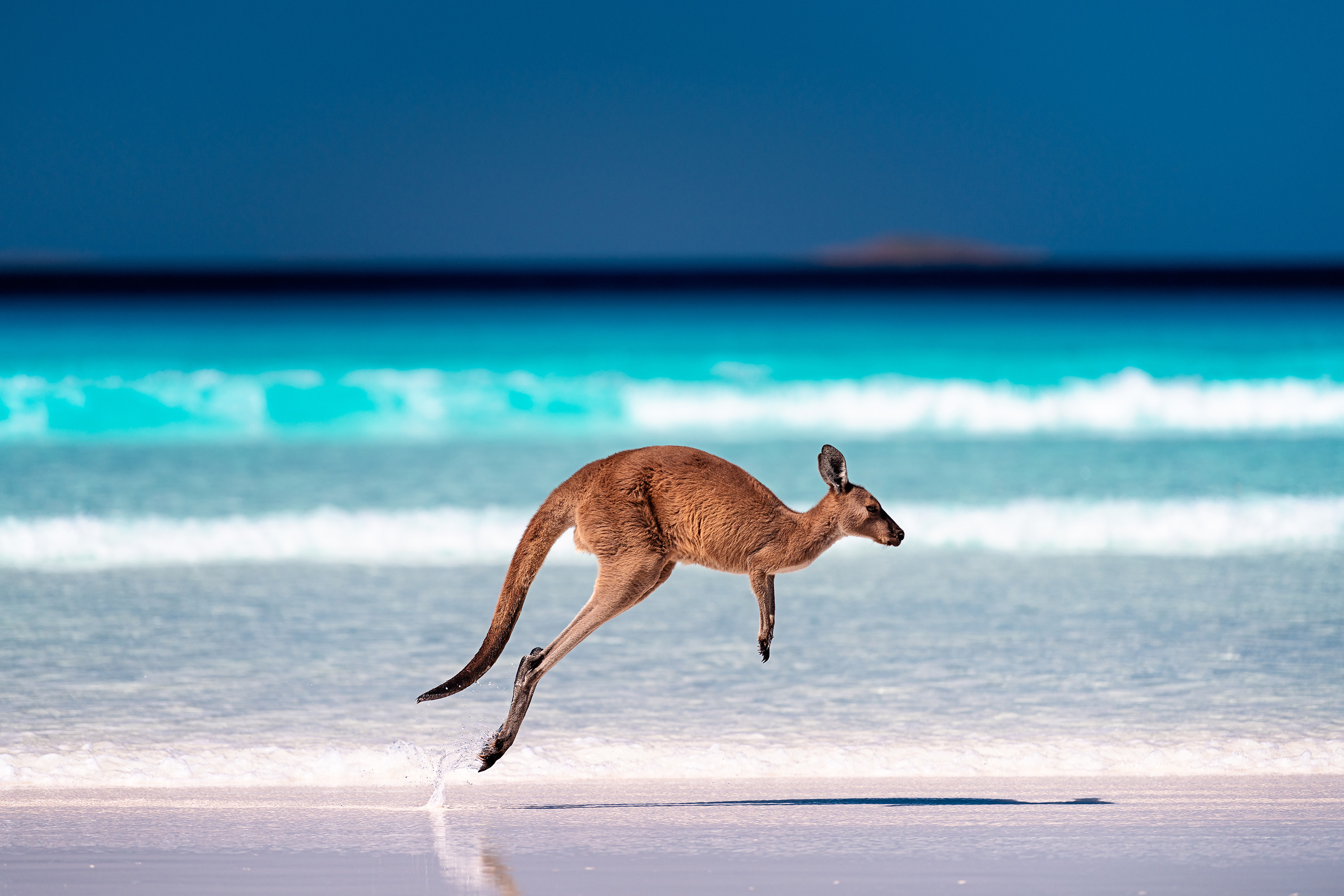 beach-kangaroo.jpg